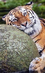 Preview wallpaper tiger, animal, predator, ball, water, rest, glance