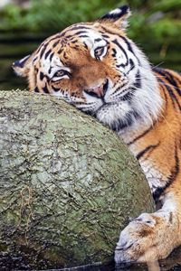 Preview wallpaper tiger, animal, predator, ball, water, rest, glance