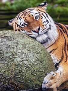Preview wallpaper tiger, animal, predator, ball, water, rest, glance