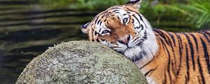 Preview wallpaper tiger, animal, predator, ball, water, rest, glance