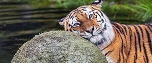 Preview wallpaper tiger, animal, predator, ball, water, rest, glance