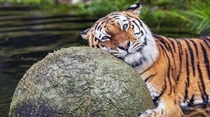 Preview wallpaper tiger, animal, predator, ball, water, rest, glance