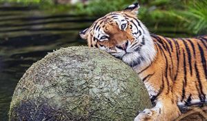 Preview wallpaper tiger, animal, predator, ball, water, rest, glance