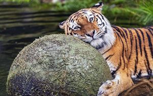 Preview wallpaper tiger, animal, predator, ball, water, rest, glance