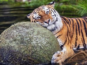 Preview wallpaper tiger, animal, predator, ball, water, rest, glance