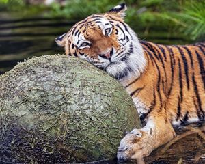 Preview wallpaper tiger, animal, predator, ball, water, rest, glance
