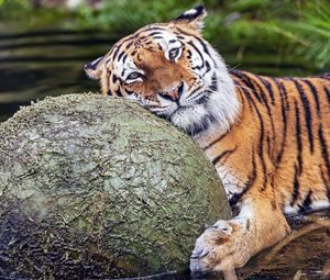 Preview wallpaper tiger, animal, predator, ball, water, rest, glance