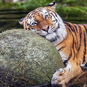 Preview wallpaper tiger, animal, predator, ball, water, rest, glance