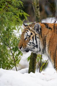 Preview wallpaper tiger, animal, predator, big cat, snow, wildlife