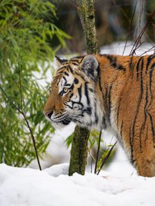 Preview wallpaper tiger, animal, predator, big cat, snow, wildlife