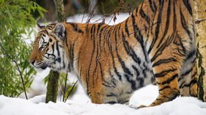 Preview wallpaper tiger, animal, predator, big cat, snow, wildlife
