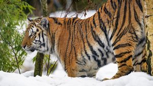 Preview wallpaper tiger, animal, predator, big cat, snow, wildlife