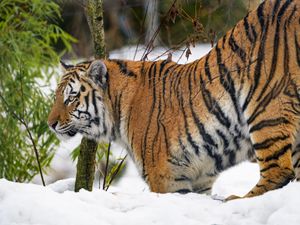 Preview wallpaper tiger, animal, predator, big cat, snow, wildlife