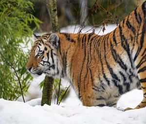 Preview wallpaper tiger, animal, predator, big cat, snow, wildlife