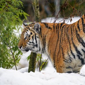 Preview wallpaper tiger, animal, predator, big cat, snow, wildlife