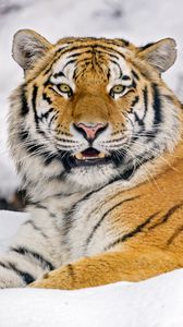 Preview wallpaper tiger, animal, predator, big cat, wildlife, snow