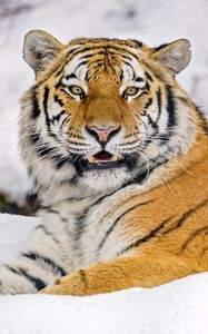 Preview wallpaper tiger, animal, predator, big cat, wildlife, snow