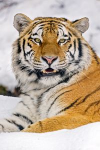 Preview wallpaper tiger, animal, predator, big cat, wildlife, snow