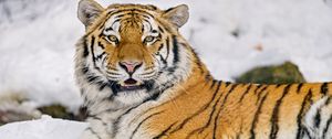 Preview wallpaper tiger, animal, predator, big cat, wildlife, snow