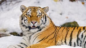 Preview wallpaper tiger, animal, predator, big cat, wildlife, snow