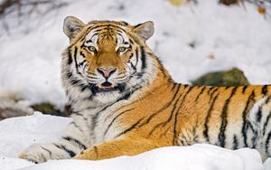 Preview wallpaper tiger, animal, predator, big cat, wildlife, snow