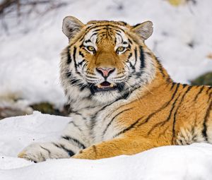 Preview wallpaper tiger, animal, predator, big cat, wildlife, snow