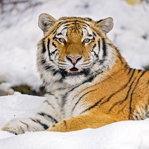 Preview wallpaper tiger, animal, predator, big cat, wildlife, snow