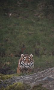 Preview wallpaper tiger, animal, predator, big cat, glance
