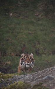Preview wallpaper tiger, animal, predator, big cat, glance
