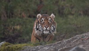 Preview wallpaper tiger, animal, predator, big cat, glance