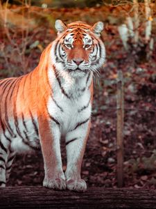 Preview wallpaper tiger, animal, predator, big cat
