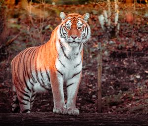 Preview wallpaper tiger, animal, predator, big cat