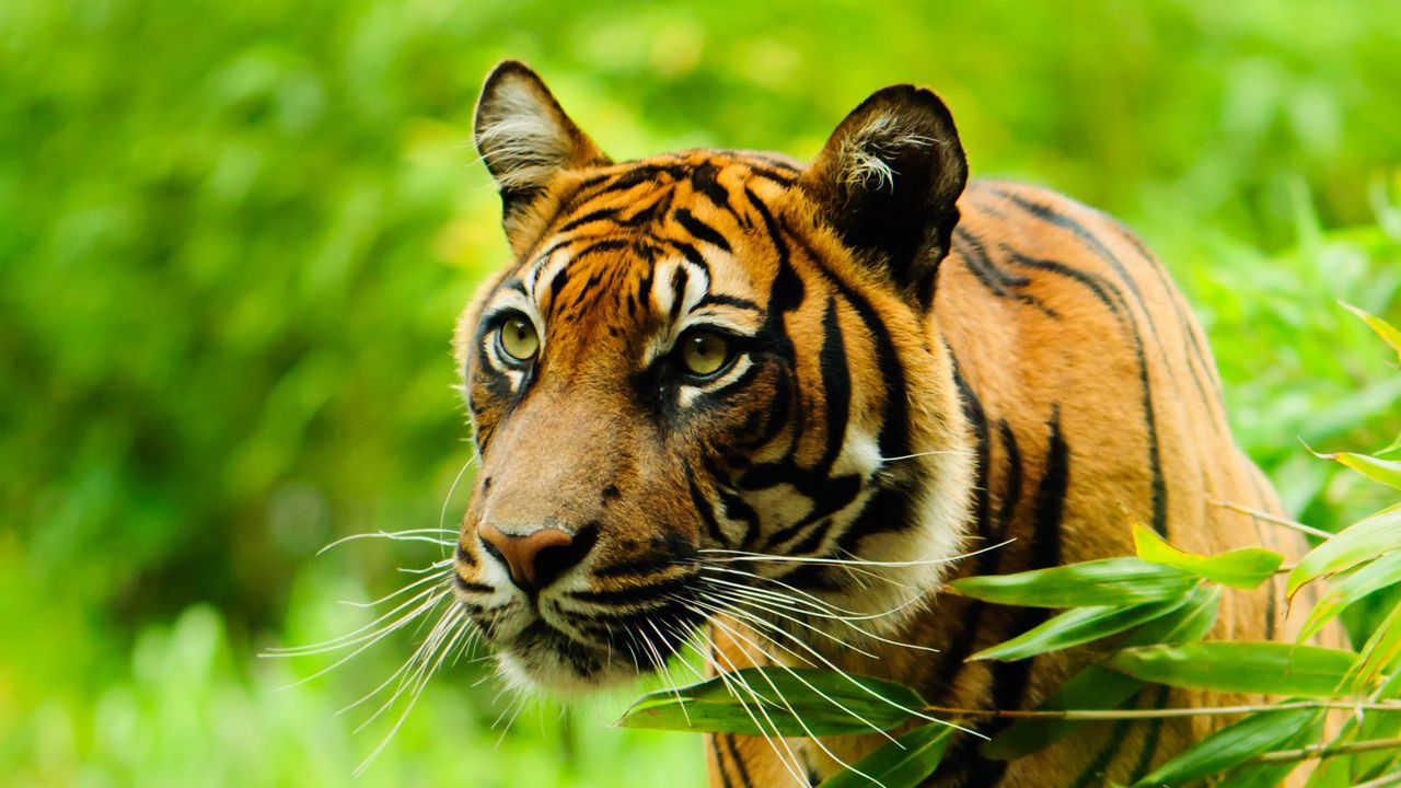 Wallpaper tiger, animal, predator, big cat, glance, branch