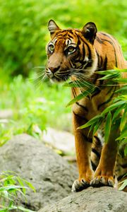 Preview wallpaper tiger, animal, predator, big cat, glance, branch