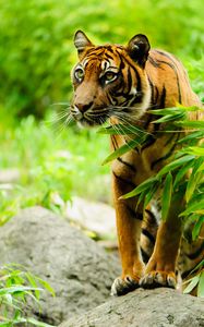 Preview wallpaper tiger, animal, predator, big cat, glance, branch