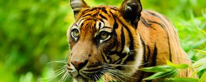 Preview wallpaper tiger, animal, predator, big cat, glance, branch