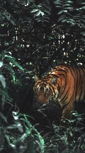 Preview wallpaper tiger, animal, predator, big cat, bushes, wildlife