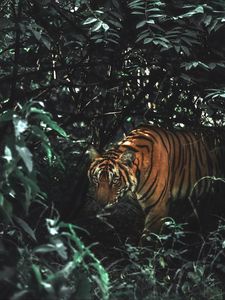 Preview wallpaper tiger, animal, predator, big cat, bushes, wildlife