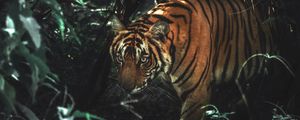Preview wallpaper tiger, animal, predator, big cat, bushes, wildlife