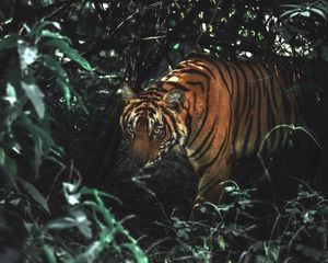 Preview wallpaper tiger, animal, predator, big cat, bushes, wildlife