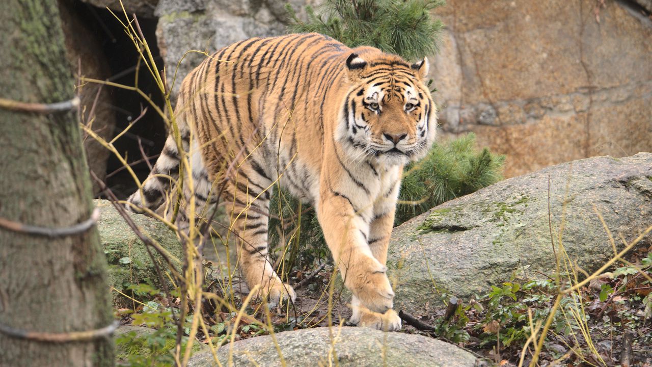 Wallpaper tiger, animal, predator, big cat, wildlife
