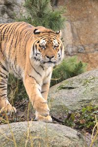 Preview wallpaper tiger, animal, predator, big cat, wildlife