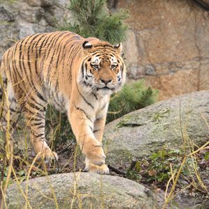 Preview wallpaper tiger, animal, predator, big cat, wildlife