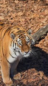 Preview wallpaper tiger, animal, predator, brown, striped