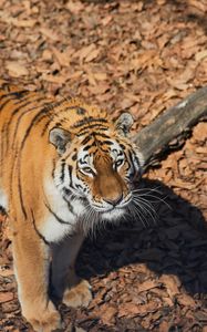 Preview wallpaper tiger, animal, predator, brown, striped