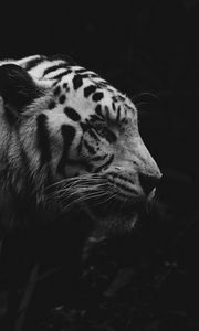 Preview wallpaper tiger, animal, predator, wildlife, bw
