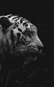 Preview wallpaper tiger, animal, predator, wildlife, bw