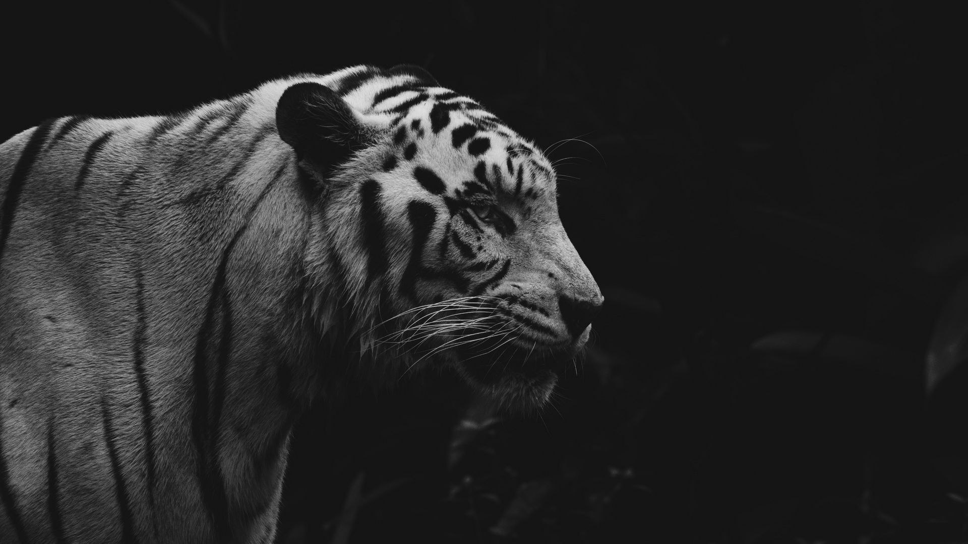 Download wallpaper 1920x1080 tiger, animal, predator, wildlife, bw full ...