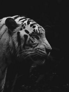 Preview wallpaper tiger, animal, predator, wildlife, bw