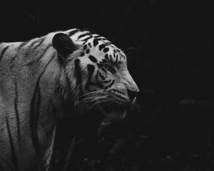 Preview wallpaper tiger, animal, predator, wildlife, bw